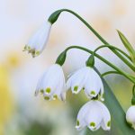 1 Summer Snowflake 2024 Apr 15 from Katharine Boyle 1 Summer Snowflake 2024 Apr 15 from Katharine Boyle