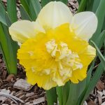Double Daffodil Double Daffodil