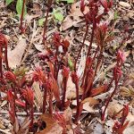 Emerging Peonies Emerging Peonies