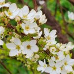 Spirea Thunbergii cv. Ogon Spirea Thunbergii cv. Ogon