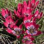 Diminutive Tulips Diminutive Tulips