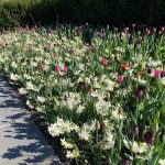 Entry Garden Entry Garden