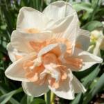 Frothy Narcissus Frothy Narcissus