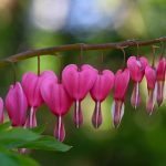 2 Bleeding Hearts 2024 Apr 15 from Katharine Boyle 2 Bleeding Hearts 2024 Apr 15 from Katharine Boyle