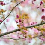 2 cherry Blossoms 2024 Apr 18 - Katharine Boyle 2 cherry Blossoms 2024 Apr 18 - Katharine Boyle