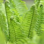 3 fern 2024 Apr 18 - Katharine Boyle 3 fern 2024 Apr 18 - Katharine Boyle