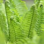 3 fern 2024 Apr 18 - Katharine Boyle 3 fern 2024 Apr 18 - Katharine Boyle