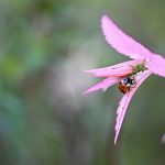 3 Ladybug and Family 2024 Apr 15 from Katharine Boyle 3 Ladybug and Family 2024 Apr 15 from Katharine Boyle