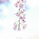 4 Cherry Blossoms 2024 Apr 15 from Katharine Boyle 4 Cherry Blossoms 2024 Apr 15 from Katharine Boyle