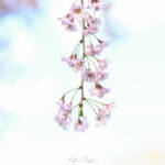 4 Cherry Blossoms 2024 Apr 15 from Katharine Boyle 4 Cherry Blossoms 2024 Apr 15 from Katharine Boyle