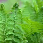 4 fern 2024 Apr 18 - Katharine Boyle 4 fern 2024 Apr 18 - Katharine Boyle