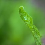 5 fern 2024 Apr 18 - Katharine Boyle 5 fern 2024 Apr 18 - Katharine Boyle