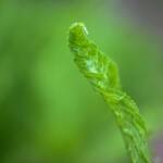 5 fern 2024 Apr 18 - Katharine Boyle 5 fern 2024 Apr 18 - Katharine Boyle