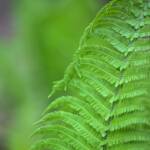 6 fern 2024 Apr 18 - Katharine Boyle 6 fern 2024 Apr 18 - Katharine Boyle