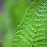 6 fern 2024 Apr 18 - Katharine Boyle 6 fern 2024 Apr 18 - Katharine Boyle