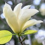 6 magnolia 2024 Apr 15 from Katharine Boyle 6 magnolia 2024 Apr 15 from Katharine Boyle