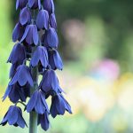 7 Atlantic camas 2024 Apr 15 from Katharine Boyle 7 Atlantic camas 2024 Apr 15 from Katharine Boyle