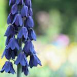 7 Atlantic camas 2024 Apr 15 from Katharine Boyle 7 Atlantic camas 2024 Apr 15 from Katharine Boyle