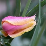 7 tulip 2024 Apr 18 - Katharine Boyle 7 tulip 2024 Apr 18 - Katharine Boyle