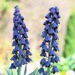 8 Atlantic camas 2024 Apr 15 from Katharine Boyle 8 Atlantic camas 2024 Apr 15 from Katharine Boyle