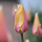 8 tulip 2024 Apr 18 - Katharine Boyle 8 tulip 2024 Apr 18 - Katharine Boyle