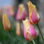 9 tulip 2024 Apr 18 - Katharine Boyle 9 tulip 2024 Apr 18 - Katharine Boyle