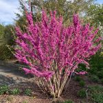 Cercis Chinensis cv. Don Egolf - Judy Snow Cercis Chinensis cv. Don Egolf - Judy Snow