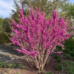 Cercis Chinensis cv. Don Egolf - Judy Snow Cercis Chinensis cv. Don Egolf - Judy Snow