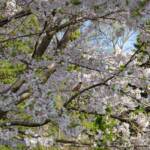 Steve Kanan - 4/14/24 Steve Kanan - 4/14/24