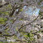 Steve Kanan - 4/14/24 Steve Kanan - 4/14/24