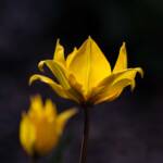 Steve Kanan - 4-20-24 Steve Kanan - 4-20-24