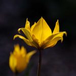 Steve Kanan - 4-20-24 Steve Kanan - 4-20-24