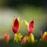 Steve Kanan - 4-20-24 Steve Kanan - 4-20-24