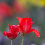 Steve Kanan - 4-20-24 Steve Kanan - 4-20-24