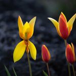 Steve Kanan - 4-20-24 Steve Kanan - 4-20-24