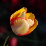 Steve Kanan - 4-20-24 Steve Kanan - 4-20-24