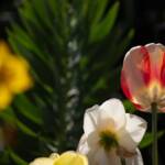 Steve Kanan - 4-20-24 Steve Kanan - 4-20-24