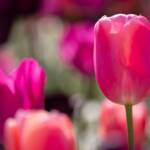 Steve Kanan Tulips - 4-28-24 Steve Kanan Tulips - 4-28-24