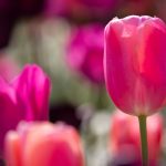 Steve Kanan Tulips - 4-28-24 Steve Kanan Tulips - 4-28-24