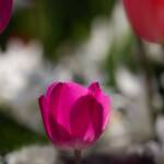 Steve Kanan Tulips - 4-28-24 Steve Kanan Tulips - 4-28-24