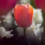 Steve Kanan Tulips - 4-28-24 Steve Kanan Tulips - 4-28-24