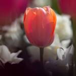 Steve Kanan Tulips - 4-28-24 Steve Kanan Tulips - 4-28-24