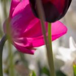 Steve Kanan Tulips - 4-28-24 Steve Kanan Tulips - 4-28-24