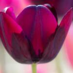 Steve Kanan Tulips - 4-28-24 Steve Kanan Tulips - 4-28-24