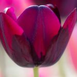 Steve Kanan Tulips - 4-28-24 Steve Kanan Tulips - 4-28-24