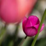 Steve Kanan Tulips - 4-28-24 Steve Kanan Tulips - 4-28-24