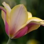 Steve Kanan Tulips - 4-28-24 Steve Kanan Tulips - 4-28-24