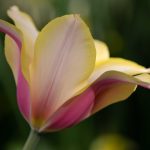 Steve Kanan Tulips - 4-28-24 Steve Kanan Tulips - 4-28-24