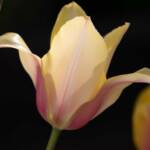 Steve Kanan Tulips - 4-28-24 Steve Kanan Tulips - 4-28-24