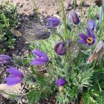 Pulsatilla - Judy Snow Pulsatilla - Judy Snow